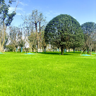 绿意盎然的户外草坪景观