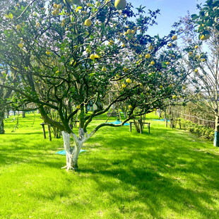 阳光照耀下的翠绿果园