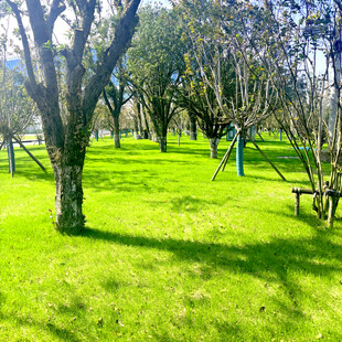 阳光照耀下的绿意盎然草地