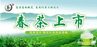 春茶上市