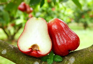 枝头切开的莲雾