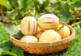 竹篮里的人参果