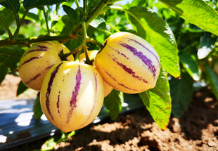 挂在枝头的人参果