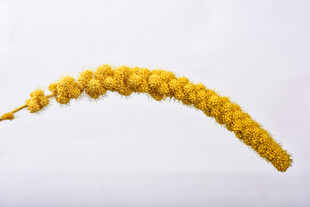 麦穗 