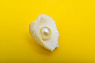 珍珠贝壳