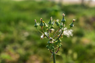 田野中的带蕾植物