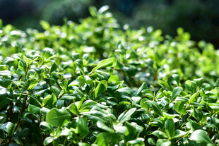 嫩绿繁茂的植物叶片