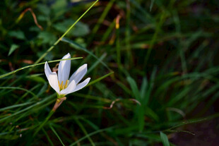 草丛中的白色小花
