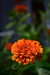 橙色百日菊