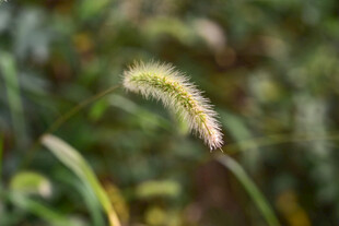 狗尾巴草