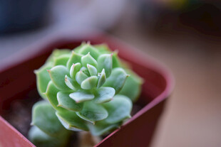 小巧多肉植物绿意盎然