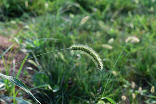 田野间的狗尾巴草