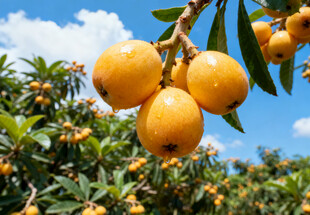 枝头的金黄枇杷