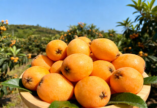 果园里的枇杷果实