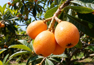 枝头成熟的枇杷