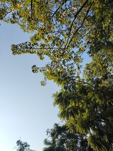 仰视绿树蓝天美景