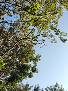 仰视繁茂树枝与蓝天