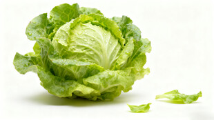 新鲜圆生菜特写