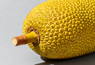 菠萝蜜