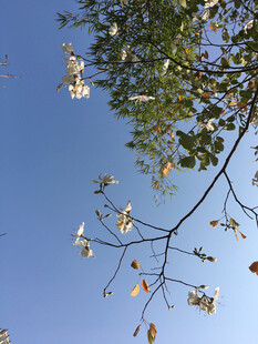 枝头绿叶映蓝天
