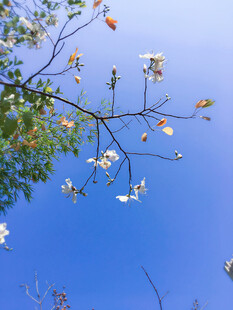蓝天映衬下的繁花树枝