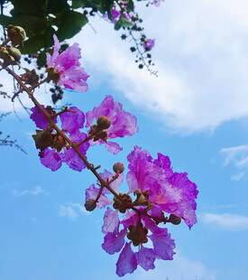 紫花枝头