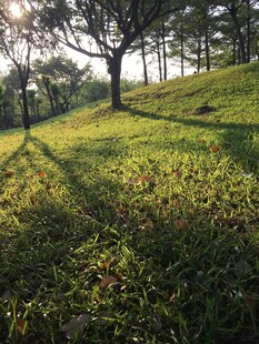 草地与树木