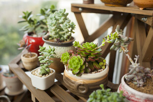 多样多肉植物摆放展示架