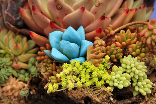 多彩多肉植物组合景观