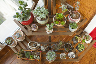 多层架上的多彩多肉盆栽