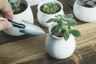 手持工具照料盆栽绿植