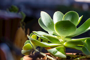 翠绿多肉植物特写