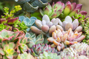 多彩多肉植物组合