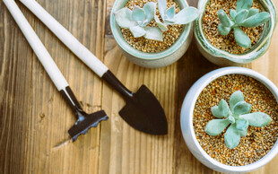 木质桌上的多肉与园艺工具