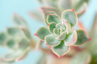 可爱多肉植物特写