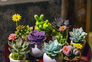 多彩多肉盆栽展示