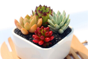 多彩多肉盆栽