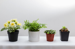 多彩盆栽组合展示