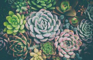 多彩多肉植物大集合