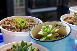 多彩多肉盆栽装点生活