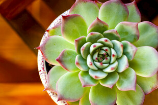 精致多肉植物特写