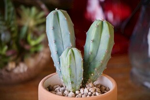 小巧仙人掌盆栽