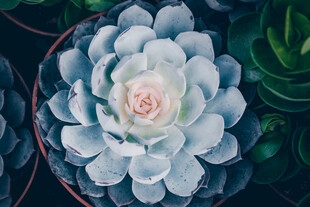 蓝白多肉植物特写