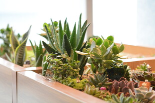 窗边多肉植物组合