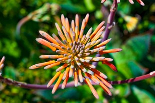 橙黄色花朵特写