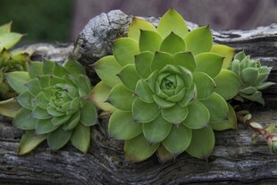 翠绿多肉植物附于枯木