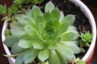 盆栽绿色多肉植物特写