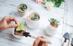 手植多肉盆栽的温馨瞬间