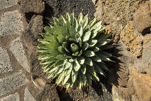 石缝中的翠绿芦荟