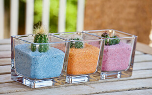 透明容器中的多彩仙人掌